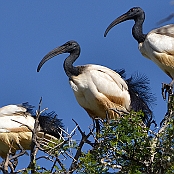 "African Sacred Ibis" Montagu, South Africa
